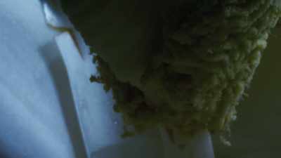 Each flower is filled
with huge quantities - The Green Planet