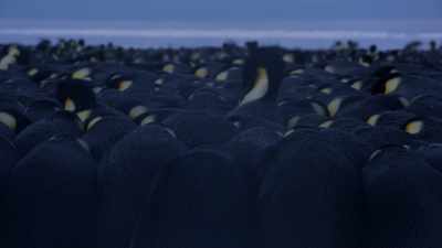 Each individual constantly tries
to push into the best possible position - Dynasties