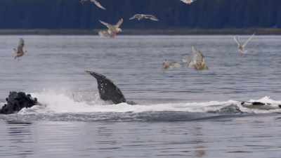 "Each individual whale plays a role" - Secrets of the Whales