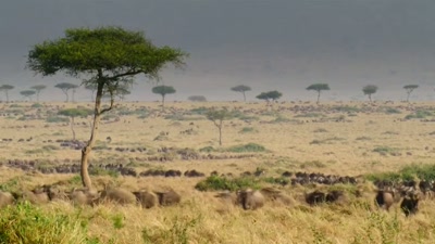 Each June,
over a million wildebeest and zebra - A Year on Planet Earth
