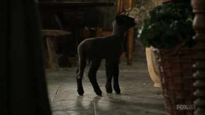 Each knitted piece tells a story, - Lambs of God