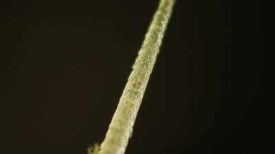 Each is like a splinter of glass, - The Green Planet