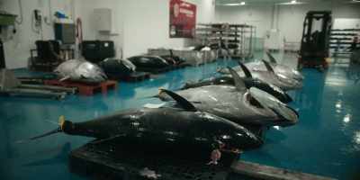Each market demands different quality. - Omnivore