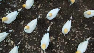 Each nest - Super/Natural