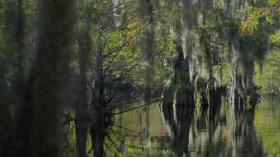 Each of them is surrounded
by slow-moving waters... - Prehistoric Planet