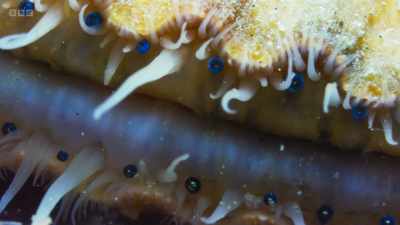 Each of these shellfish
has about 200 small eyes. - Wild Isles