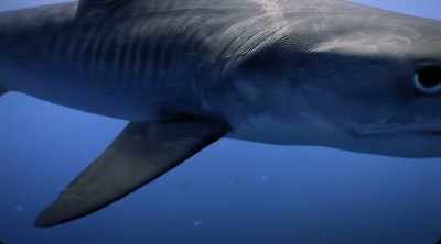 Each one has a signature bite,
and a method of using it. - Shark Attack Files