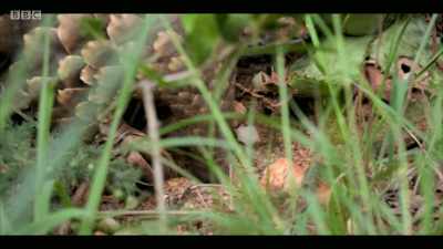 Each one can consume
70 million ants a year. - Extinction: The Facts