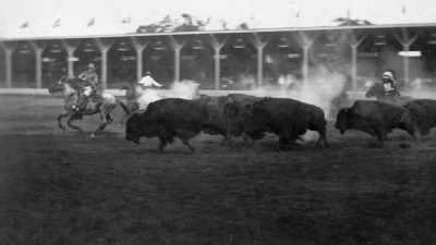Each performance also included
a stampede of buffalo - The American Buffalo