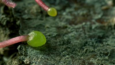 Each plant has its own strategy to get ahead. - Hostile Planet