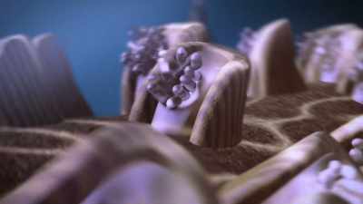 Each polyp is a circular mouth... - Chasing Coral