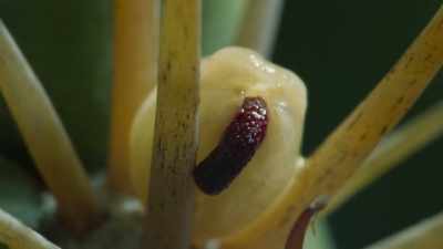 Each produces a long probe - The Green Planet