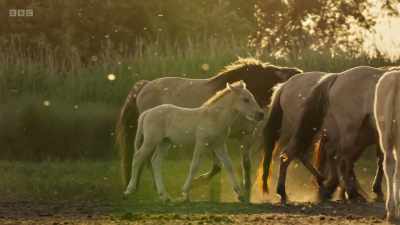 ..each ruled by a dominant stallion. - Wild Isles