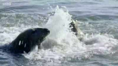 Each season brings
its own challenges. - Wales: Land of the Wild