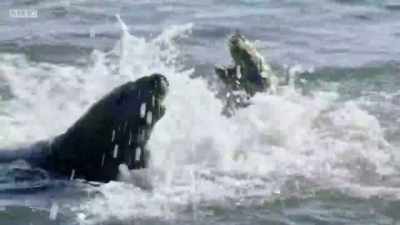 Each season brings its own
challenges. - Wales: Land of the Wild