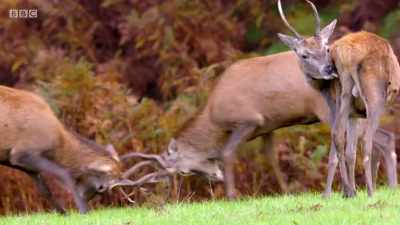Each season brings its own
challenges. - Wales: Land of the Wild
