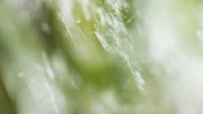 Each seed is attached
to a delicate parachute. - The Green Planet