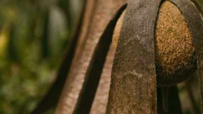 Each seed has the potential
to produce a giant, - The Green Planet