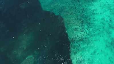 Each shark now fills its stomach. - Seven Worlds, One Planet