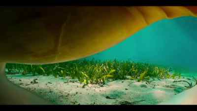 Each shell has to be
in just the right spot. - Our Oceans