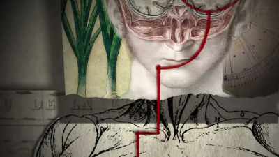 Each side of the brain
controls the opposite side - The Divided Brain