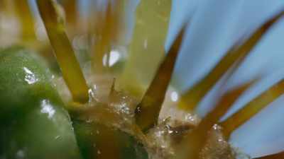 Each spine
has a tiny pad at its base - The Green Planet