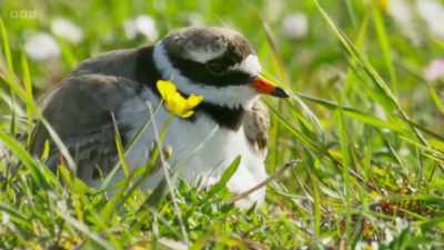 Each spring, the machair becomes
a nursery for ground-nesting birds. - Wild Isles