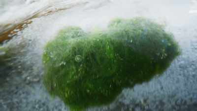 Each spring, the melting ice
releases soft, velvety balls - The Green Planet