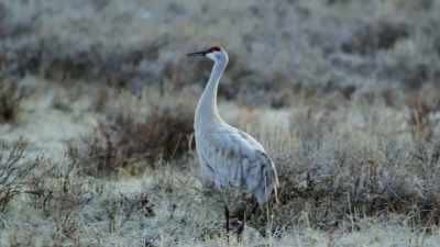 Each spring, the sandhill cranes
revive their courtship. - Epic Yellowstone
