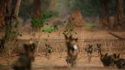 Each striving to rule.
Who will triumph? - Dynasties