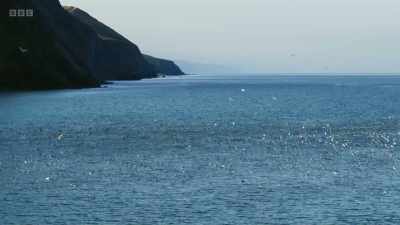 Each summer, 350,000
pairs all return - Wild Isles