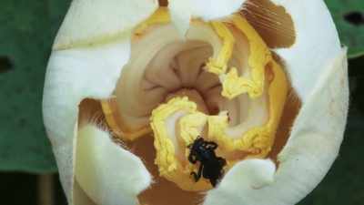 Each is the size
of a human hand. - The Green Planet