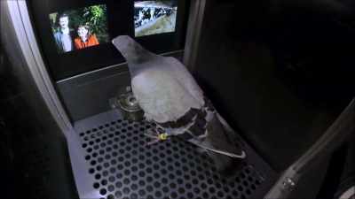 Each time the birds
recognized there - The Divided Brain