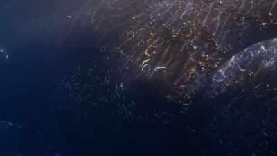 "Each time they wake up,
their work is a little bit harder." - Secrets of the Whales