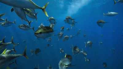 Each weighing 60 kilos - Blue Planet II