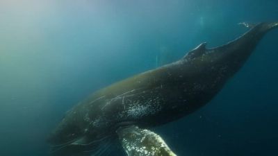 Each whale can eat over a ton a day. - Our Planet