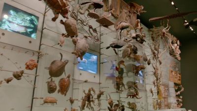 Each year about one in a million species - Racing Extinction