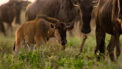 Each year, within a three-week period, - Our Planet