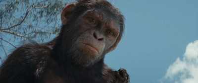 [eagle screeches] - Kingdom of the Planet of the Apes