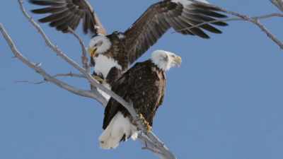 [Eagle screeches] - The American Buffalo