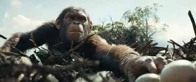 - [eagles screeches]
- [Noa gasps] - Kingdom of the Planet of the Apes