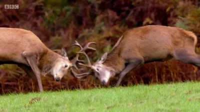 Early battles allow with the stags
to hone their technique. - Wales: Land of the Wild