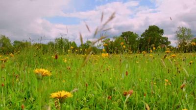 Early summer, and the meadow is about to explode with life. - Tiny World