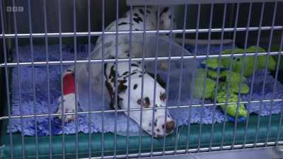 Early the next day and post-surgery, - 24/7 Pet Hospital