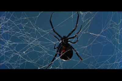 Earned its dark title through
its deplorable practice of devouring its mate. - Black Widow