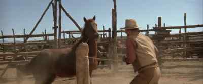 Easy, girl. - The Cowboys