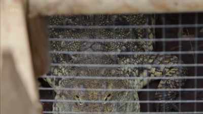 'Eating excess waste products
from the farm. - Britain's Tiger Kings - On the Trail with Ross Kemp