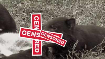 Eating indiscriminately. Bones, fur, - Absurd Planet