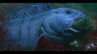 Eating his way north,
one urchin at a time. - Our Oceans