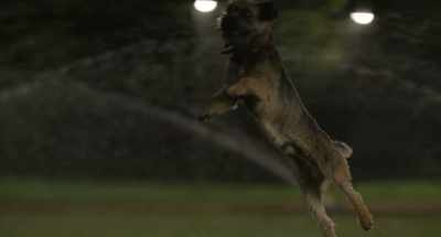 (echoing):
♪ Get wild ♪ - Strays